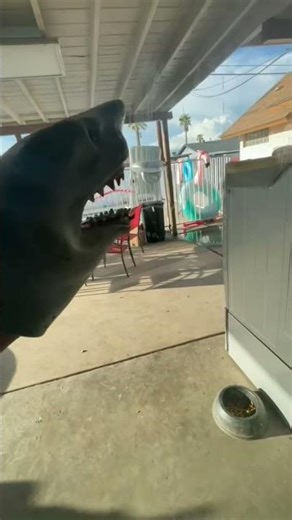 look at all those clouds | shark puppet episode 3