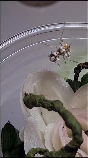 Spiny Flower Mantis Hunting Behavior Explained