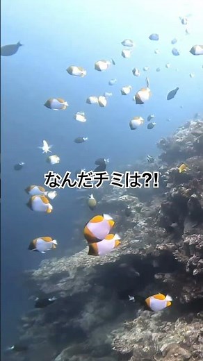 そーです！わたしが 体に富士山模様をあしらったカスミチョウチョウウオですっ！