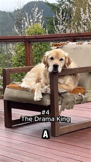 Ranking Animal Clips That Broke Me 😭 #ranking #memes #funny