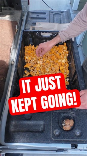 This Foraging Day Just Kept Getting Better #foraging #chanterelles #foragedfood #forager