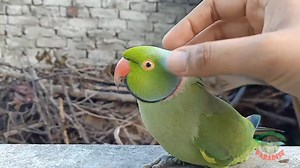 15K views · 806 reactions | Funny and Cute Parrots Compilation | Parrot Paradise | Facebook