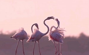 【红鹳目】热情似火的弗朗明戈——世界上6种火烈鸟混剪