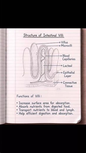 structure of intestinal villi