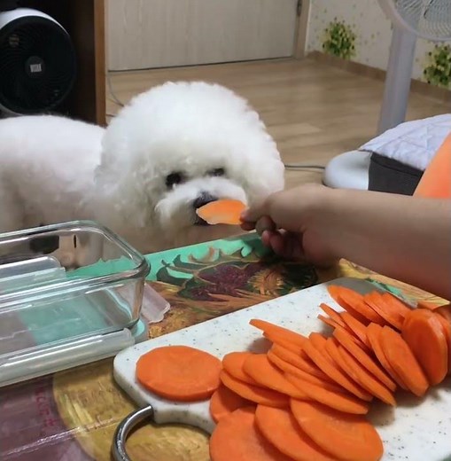 당근 간식 만들어 주는거 구경하는 강아지
