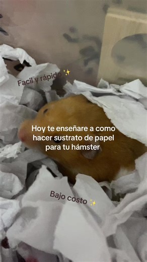 Sustrato de papel para hamsters: fácil y rápido