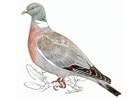 Paloma torcaz - SEO/BirdLife