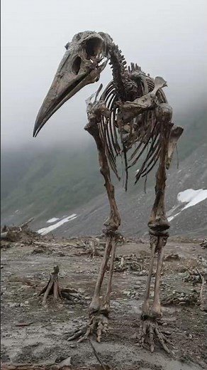 Gigantic Bird Skeleton Found in Remote Alaskan Valley