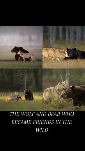Wolf & Bear Friendship: Rare Sight in Finland