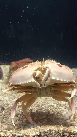 【海洋魔法派對】揭開海洋生物的生存魔法 #屏東海生館