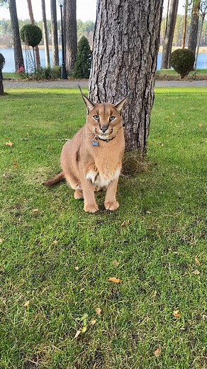 Floppa attack😈 #pumbacaracal #animal #wild #forest #animallover #love #reels #reelsvideo #trend #viral #fyp #trendingnow #trendingreels #pet #petlover #reels2024 #foryou #best #bestvideos | Pumbacaracal