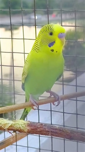 Parakeets Real Sound 😍 #budgies #parakeets