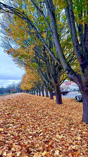 Today at Costco, Tukwila, WA, USA | Loc Ha Le