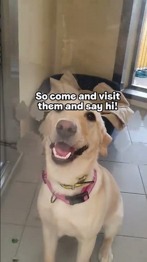 Come and visit us! | Dogs Trust