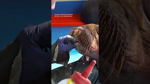 Walrus calf rescued in Alaska is under '24/7 cuddle care' - The Global Herald