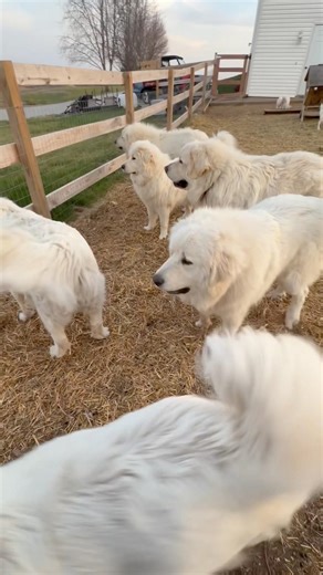 Emergency Barnyard System Test 🚨 Security LGD Response (Great Pyrenees) #theopinionatedbarnyard