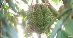 Durian on a growing tree, Durian and harvest, Durian in the tropics Stock Video