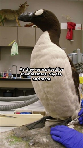 The final moments of the Great Auks in Eldey Island #history
