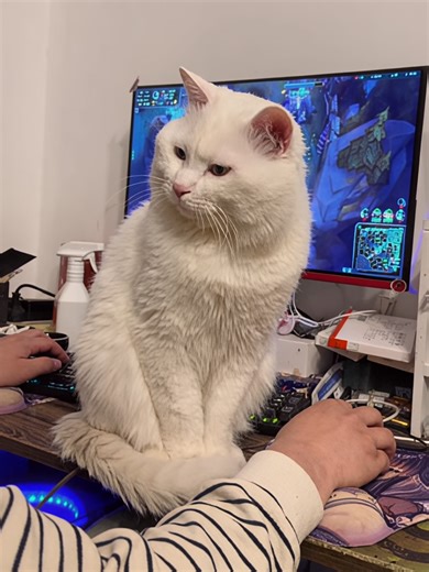 Goofy Cat Antics: A Day of Fun and Laughter