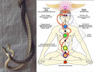Kundalini, Chakras, Prana and Two Real Intertwining Snakes - Love Yoga Anatomy