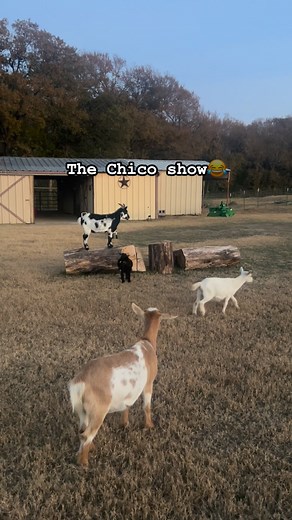 The Chico show!! He isn’t shy at all😂 #proctorfarmhouse #goats #goatsofinstagram #goatmom #goatlife | Diana Gallegos Proctor