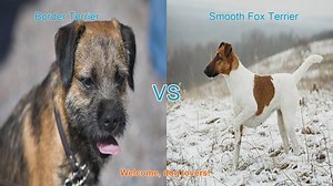 Border Terrier vs. Smooth Fox Terrier: A Comprehensive Comparison