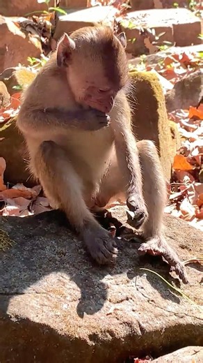 #monkey