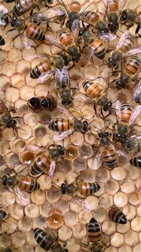 🐝 Inside the Hive: See Bee Larvae in Their Cells | Nature Up Close #Shorts #shortvideo #bee