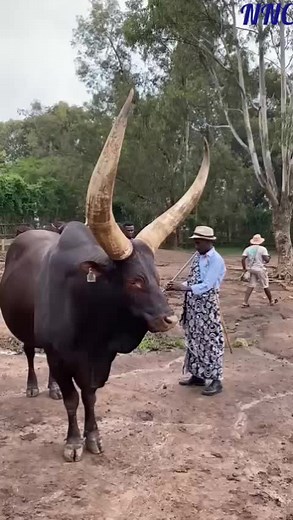 Ankole Cattle Challenge: A Celebration of Heritage