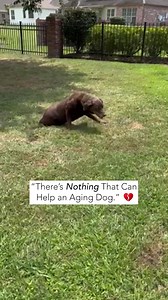 509K views · 5.7K reactions | Over 400,000 dog parents trust Wuffes to help relieve their dogs joint pain. See an improvement in your dog's joint health in as little as 3 weeks, and if you're not happy after 90 days of use, you're covered by our 100% money back guarantee!  Clean ingredients  Highly potent, pure, and powerful  Tested by vets and pet scientists  4.6/5 ⭐ on Trustpilot Order now and get 50% OFF + a FREE GIFT.  Limited time offer. | Wuffes | Facebook