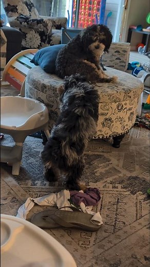 Puppy Energy vs. Grumpy Dog: Cavapoo Edition! 🐾