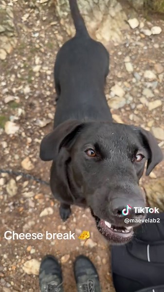 Enjoy a Delicious Cheese Break for a Quick Snack