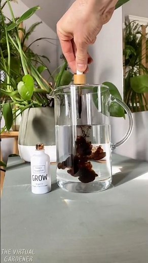 water grown houseplants care guide