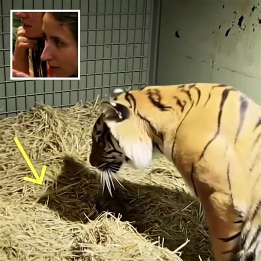 4.5K views · 11 reactions | Tiger Mother Gives Birth To Lifeless Cub, Bystanders Left Stunned By Her Immediate Reaction. See more in the first comment ⤵️ | I Love Animals | Facebook