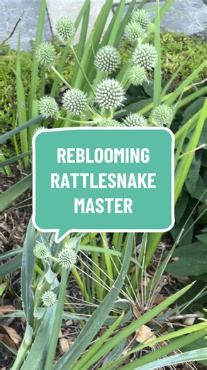 The rattlesnake master has re-bloomed! That’s a nice little surprise for a Sunday afternoon. Is anything reblooming in your garden this fall? #knowjackfarm #gardening #cutflowers #flowerfarming #rattlesnakemaster