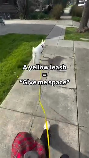 Did you know that a yellow leash is often used as a visual signal to others? It’s a way to say: “Please don’t approach my dog.” The yellow leash movement is all about giving dogs the space they need - whether they’re: 🐾 Fearful or reactive 🐾 Recovering from surgery 🐾 Older or physically limited 🐾 In training 🐾 Or simply not in the mood to socialize Not every dog wants (or is able) to interact with new people or dogs and that’s okay! 💛 A yellow leash is a kind, proactive way to advocate for