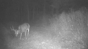 59K views · 1.1K reactions | Nice 9pt buck with a split G2…10/7/23 | Sunfish Valley Whitetails | Facebook