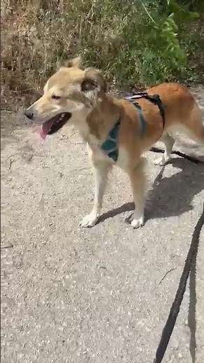 galgos france