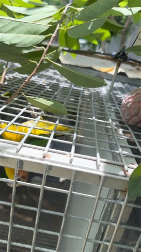 Purple’ atis has round to obovoid fruit that weighs 140 gms per fruit. The skin is thick that turns purple when the fruit matures. It has creamy white flesh, smooth, very sweet (230 Brix TSS) and 45% of whole fruit by weight. It is propagated by patch budding and cleft grafting. | Myko's Aviary