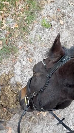 Why is my horse doing THIS?! 🤭💩