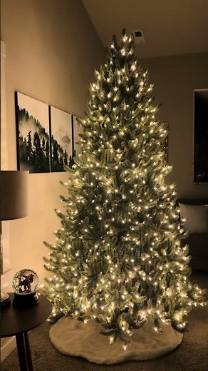Morning to Night: Vermont White Spruce Magic 🎄#balsamhillau