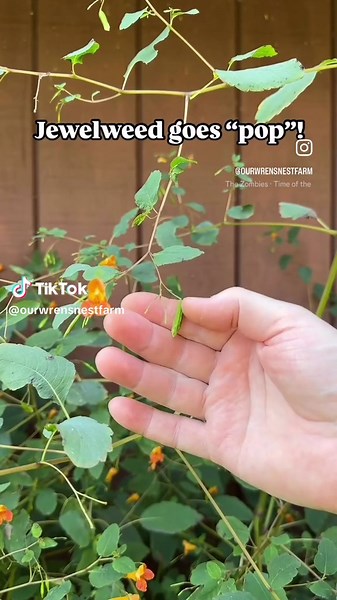 It’s the season for Jewelweed to go “pop”! 💣 Jewelweed seed dispersal is amazing, using a ballistic mechanism to launch its seeds! We harvest Jewelweed to make a salve for skin irritation and bug bites! 💪 #ourwrensnest #hobbyfarm #september #foraging #autumn
