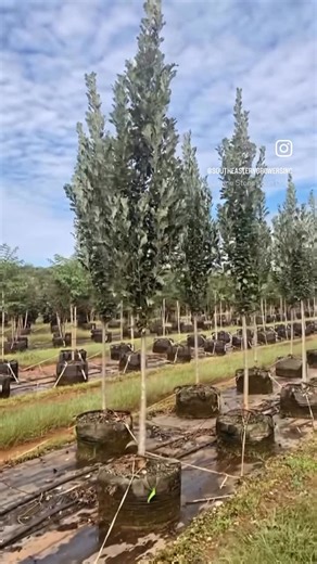 RediRoot | Air Pruning Pots on Instagram: "How do you prevent blowover??? We wanted to show off this method, by our friends at @southeasterngrowersinc, securing their #regalprinceoaks growing in our @rediroot fabric aeration containers. A lot of blow over prevention also comes from regular pruning, so there is less for the wind to push against. SEG definitely does a great job of cultivating healthy trees, and we are honored to be a tool in their tool belt. 😎 #rediroot #airpruning #rootsdontlie