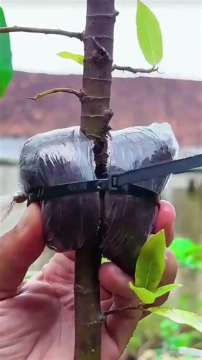 He grafts a tree by placing special planting soil on a small branch to help new roots grow well now.