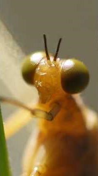 An Insect That Lives Only 1 Day 😲#animals