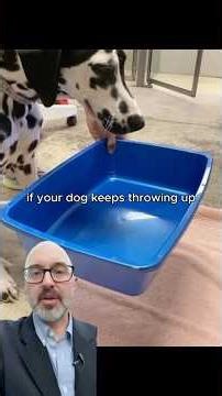 Why Your Dog keeps Throwing Up (Real Fixes That Work Fast)
