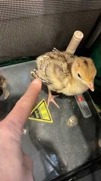 How I tell which of my turkeys are male and female at one week old. #babyanimal #turkey