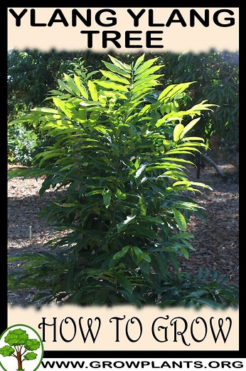 Ylang ylang tree - How to grow & care