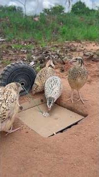 Easy Quail Trap Using paper