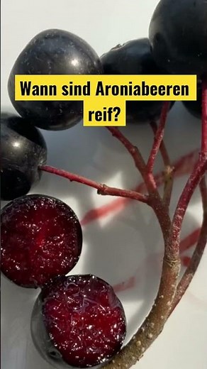 When are aronia berries ripe?